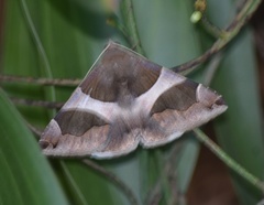 Poaphilini