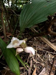 Acanthophippium striatum