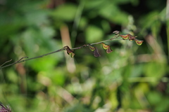 Hylodesmum podocarpum fallax