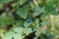 Hylodesmum podocarpum fallax