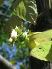 Codonopsis lanceolata