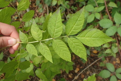Fraxinus excelsior