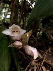 Acanthophippium striatum