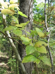Codonopsis lanceolata
