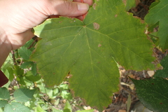 Acer pseudoplatanus