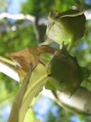 Codonopsis lanceolata