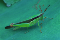 Gesonula punctifrons