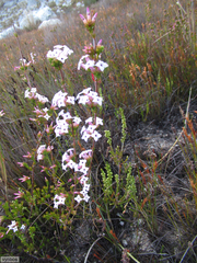 Erica walkeria