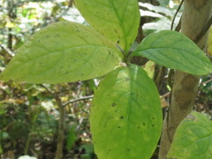 Codonopsis lanceolata