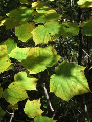 Acer tegmentosum