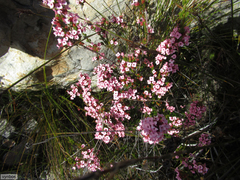 Erica walkeria