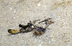 Dactylopus kuiteri