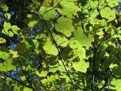 Acer tegmentosum