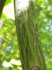 Acer tegmentosum