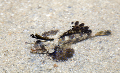 Dactylopus kuiteri