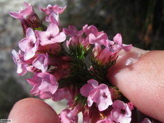Erica walkeria