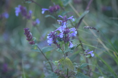 Nepeta grandiflora