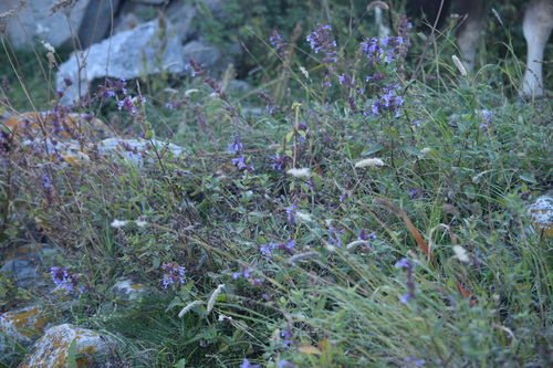 Image of Nepeta grandiflora by (c) Maxim Shashkov, some rights reserved (CC BY)