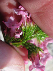 Erica walkeria
