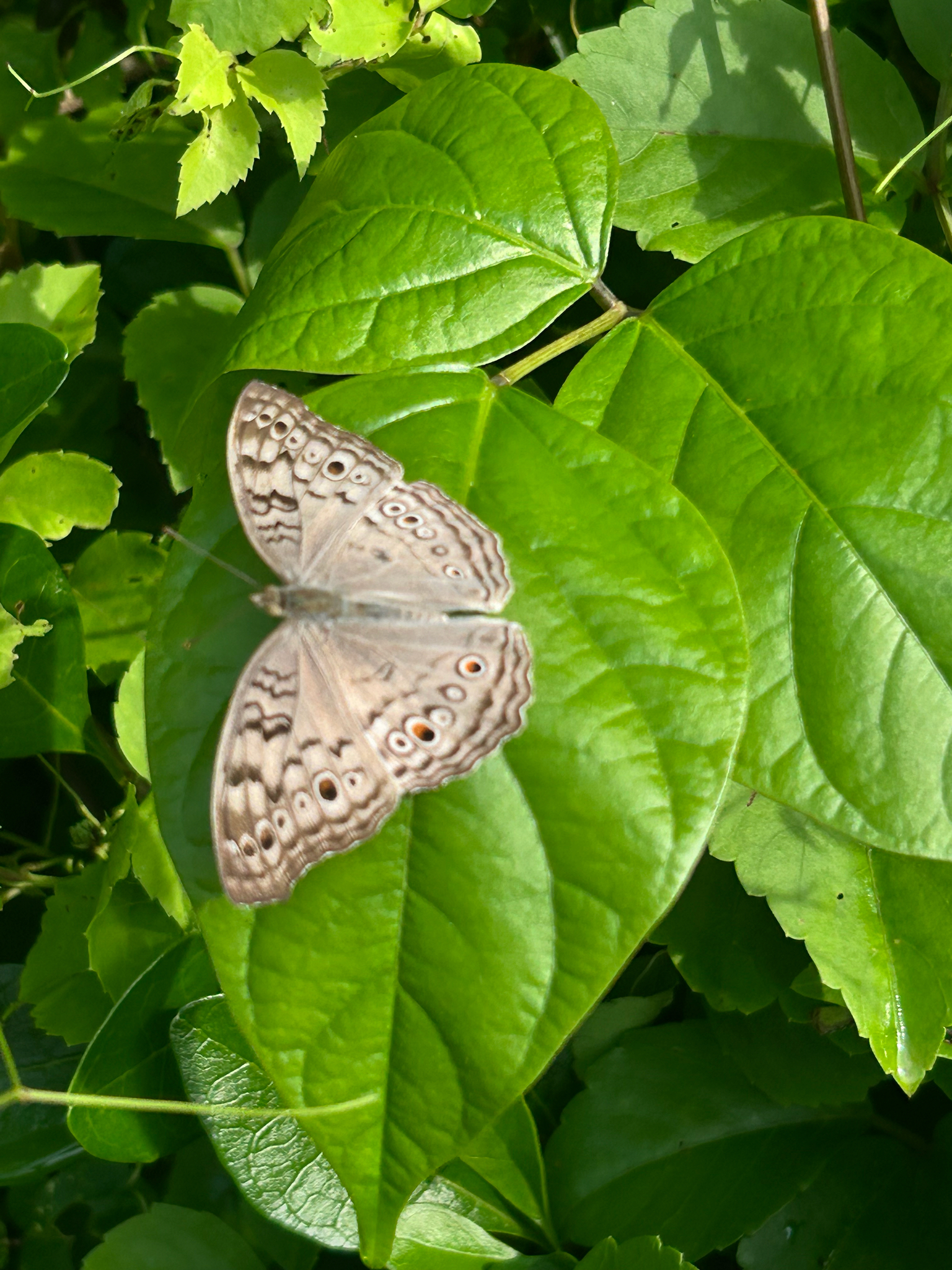 Grey Pansy
