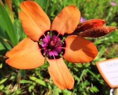Sparaxis elegans