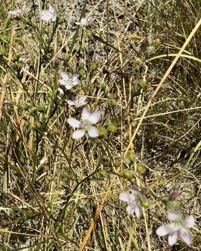 Marin dwarf-flax (Hesperolinon congestum)