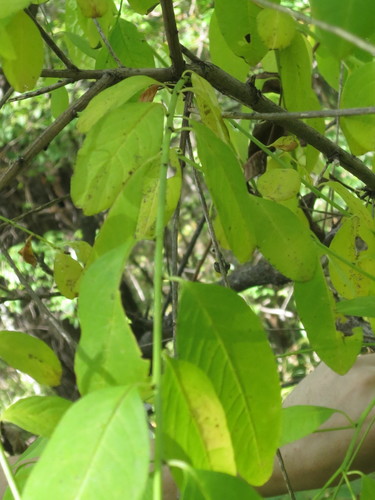 Image of Flueggea suffruticosa by (c) Repina Tatyana, some rights reserved (CC BY)