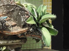 Kalanchoe laetivirens