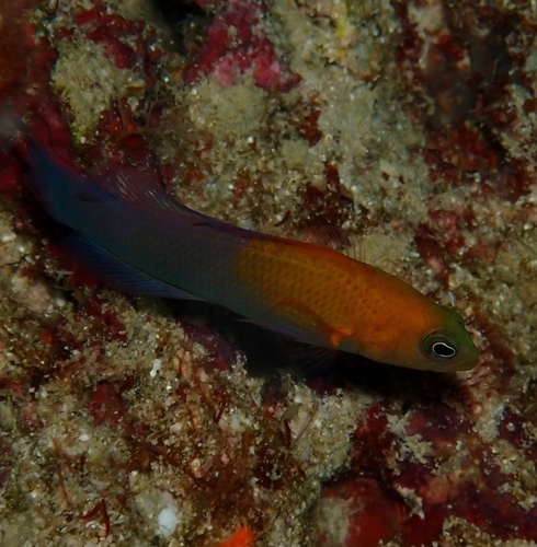 Pseudochromis andamanensis observed 2025-02-11