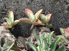 Kalanchoe laetivirens