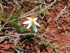 Pauridia serrata albiflora