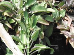 Kalanchoe laetivirens