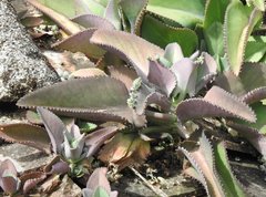 Kalanchoe laetivirens