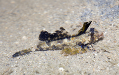 Dactylopus kuiteri