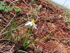 Pauridia serrata albiflora