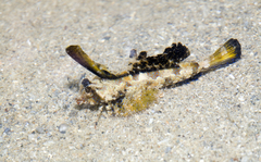 Dactylopus kuiteri