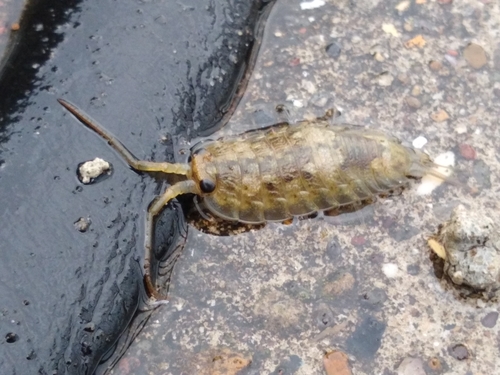 Common Sea Slater, photo 6 of 8
