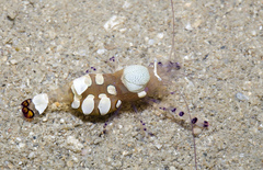 Ancylocaris brevicarpalis