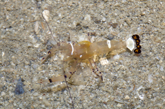 Ancylocaris brevicarpalis