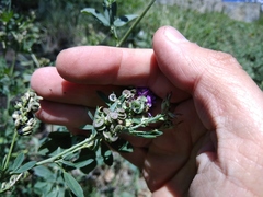 Medicago virescens