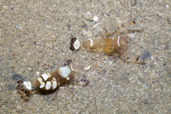 Ancylocaris brevicarpalis