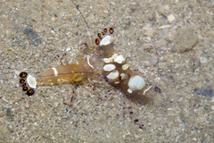 Ancylocaris brevicarpalis