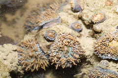 Rhodactis