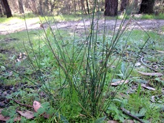 Juncus sarophorus