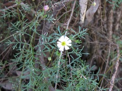 Brachyscome multifida