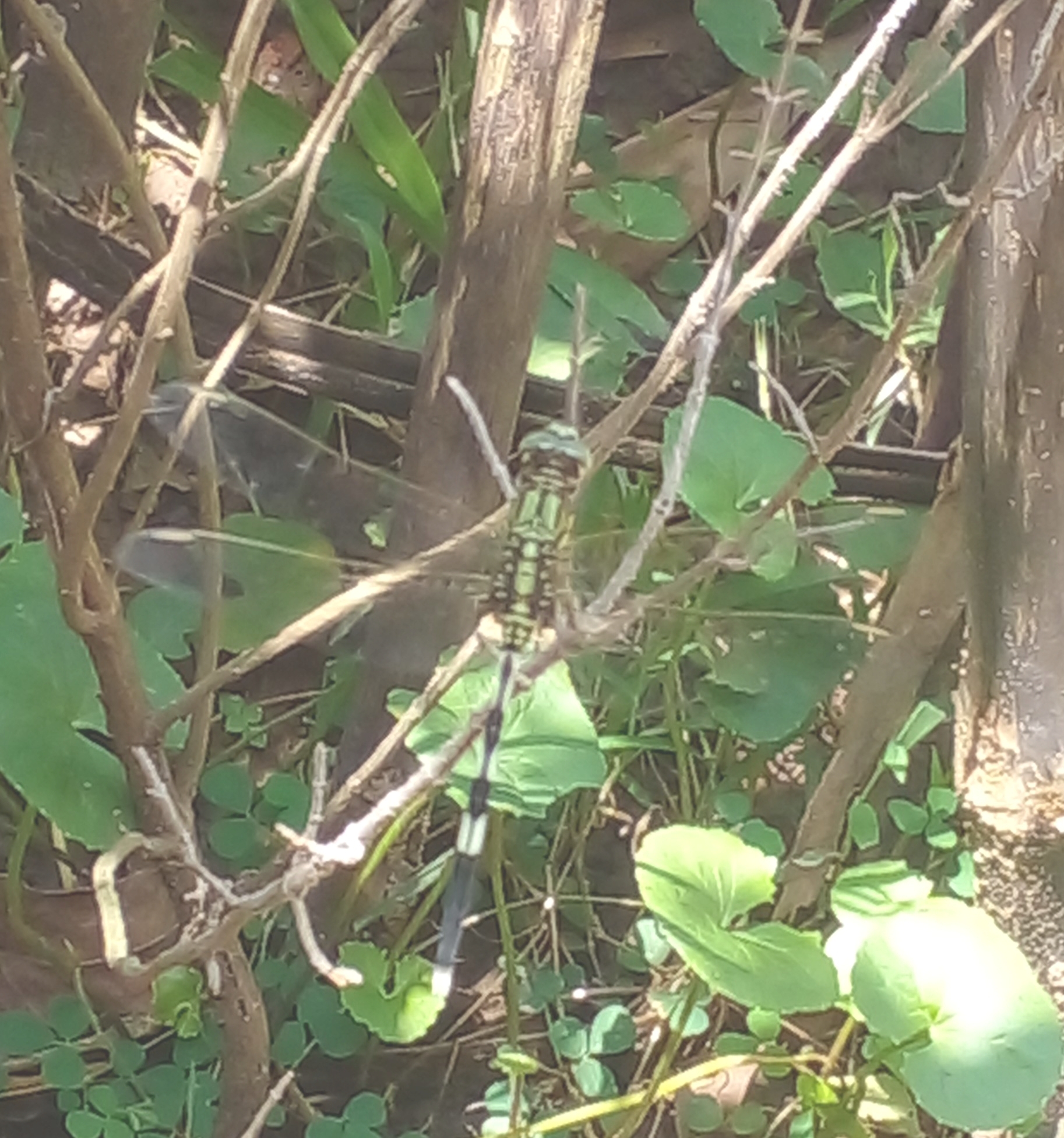 Slender Skimmer