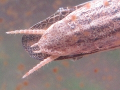 Statilia maculata