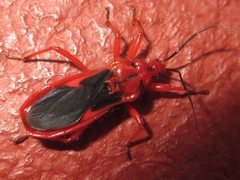 Labidocoris pectoralis