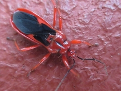 Labidocoris pectoralis