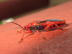 Labidocoris pectoralis